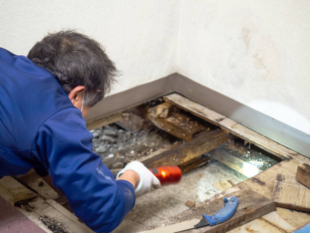 Mold Removal and Inspection in Bastrop, TX