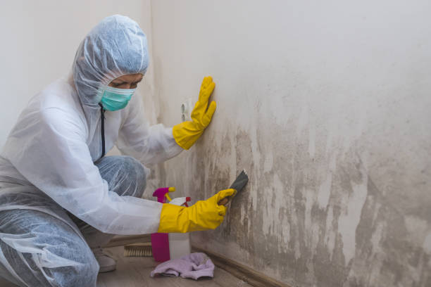 Best Commercial Mold Removal  in Bastrop, TX