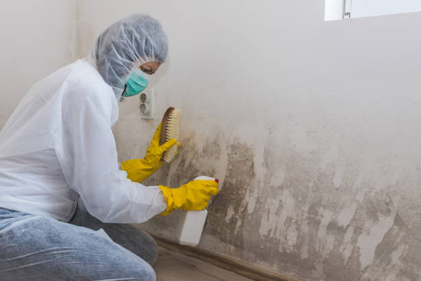 Best Professional Mold Removal  in Bastrop, TX