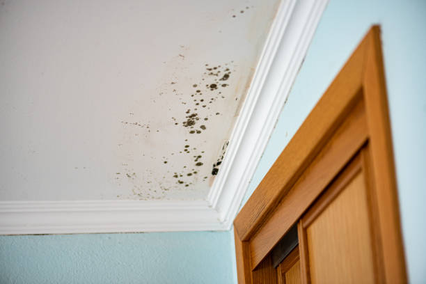 Best Mold Inspection  in Bastrop, TX