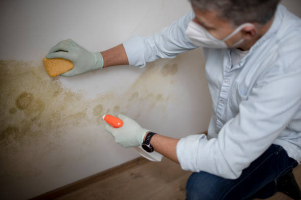 Best Commercial Mold Removal  in Bastrop, TX