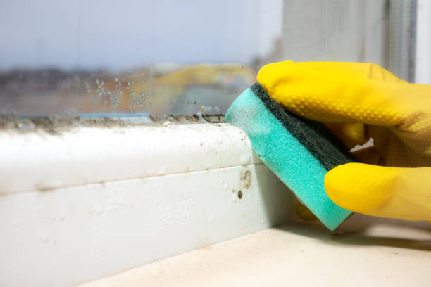 Best Commercial Mold Removal  in Bastrop, TX