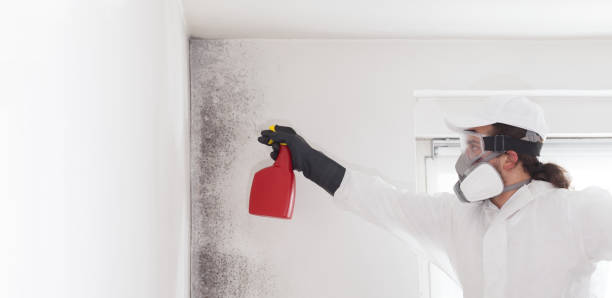Best Mold Removal Company Near Me  in Bastrop, TX