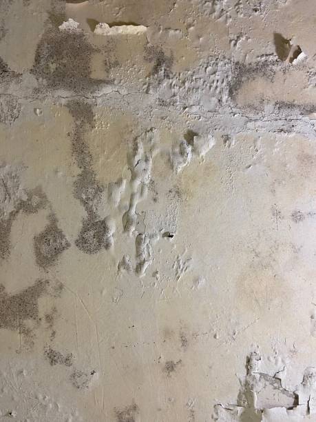Best Emergency Mold Removal  in Bastrop, TX