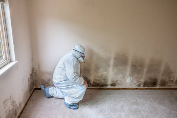 Best Fast Mold Removal  in Bastrop, TX