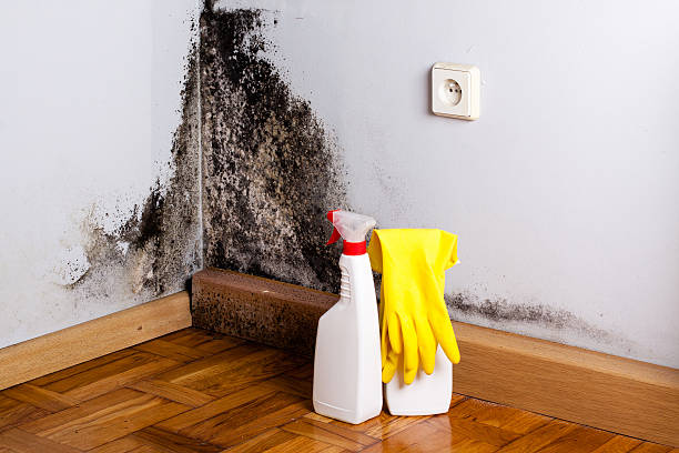 Best Mold Damage Repair  in Bastrop, TX