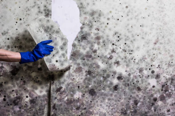 Best Affordable Mold Removal  in Bastrop, TX