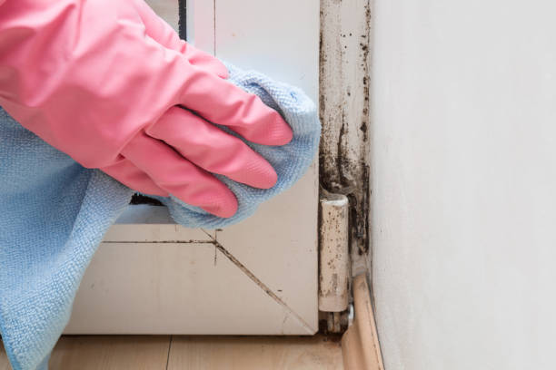 Bastrop, TX Mold Removal Company