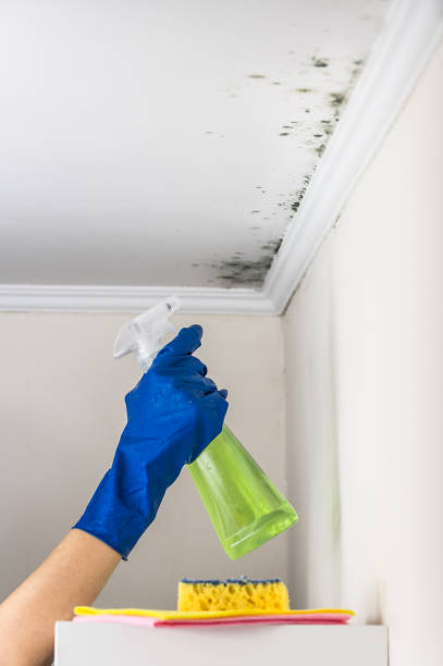 Best Crawl Space Mold Removal  in Bastrop, TX